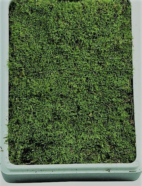 MUSCHIO VERO