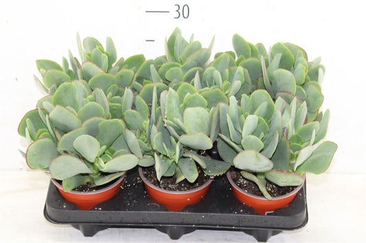 Crassula Arborescens Undulatifolia