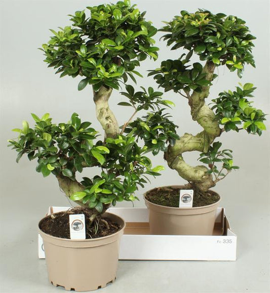 Bonsai Ficus Ginseng pianta ornamentale interno