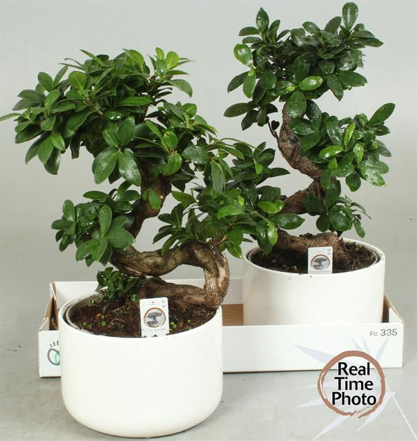 Bonsai Ficus Ginseng pianta ornamentale interno