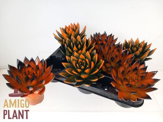 Echeveria Miranda
