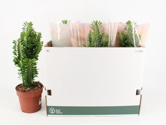 Euphorbia Trigona Rubra piante d'appartamento ed esterno