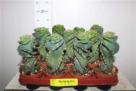 Cereus Twister pianta grassa d'appartamento