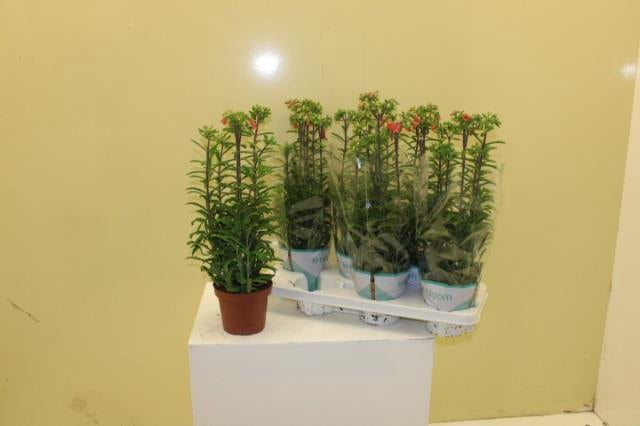 Kalanchoe blossfeldiana Lucky Bells Pianta da interno