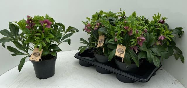Helleborus orientalis 'Viv Victoria'