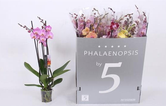 phalaenopsis 3 rami