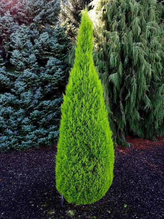 Cupressus macrocarpa Wilma