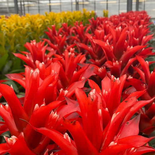 Bromelia guzmania gemengo pianta d'appartamento ufficio