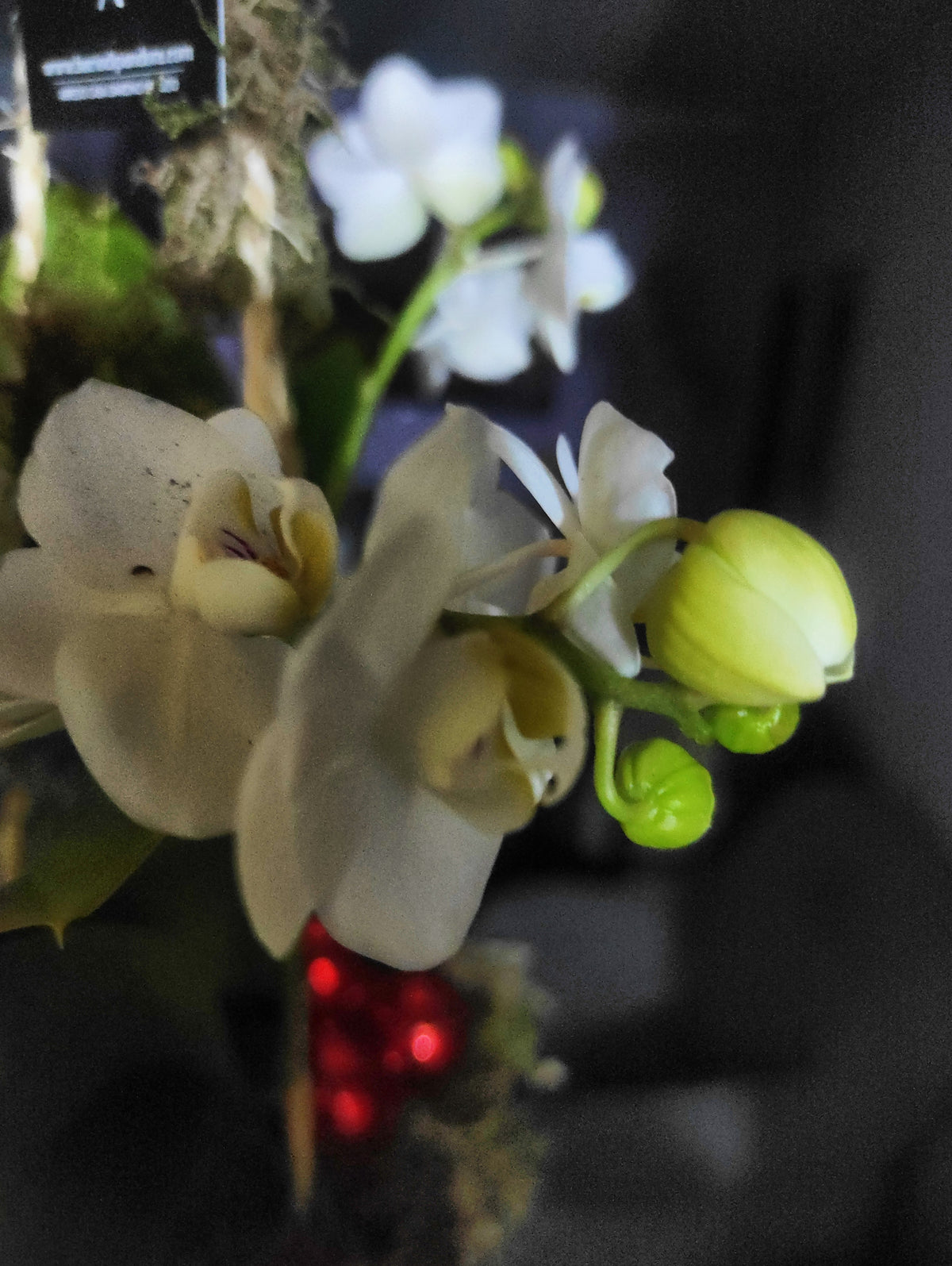 Phalaenopsis su muschio