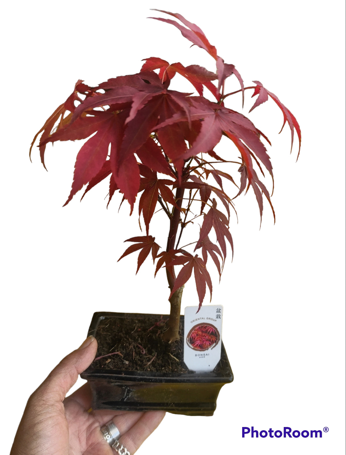 Bonsai acero rosso di 3 anni