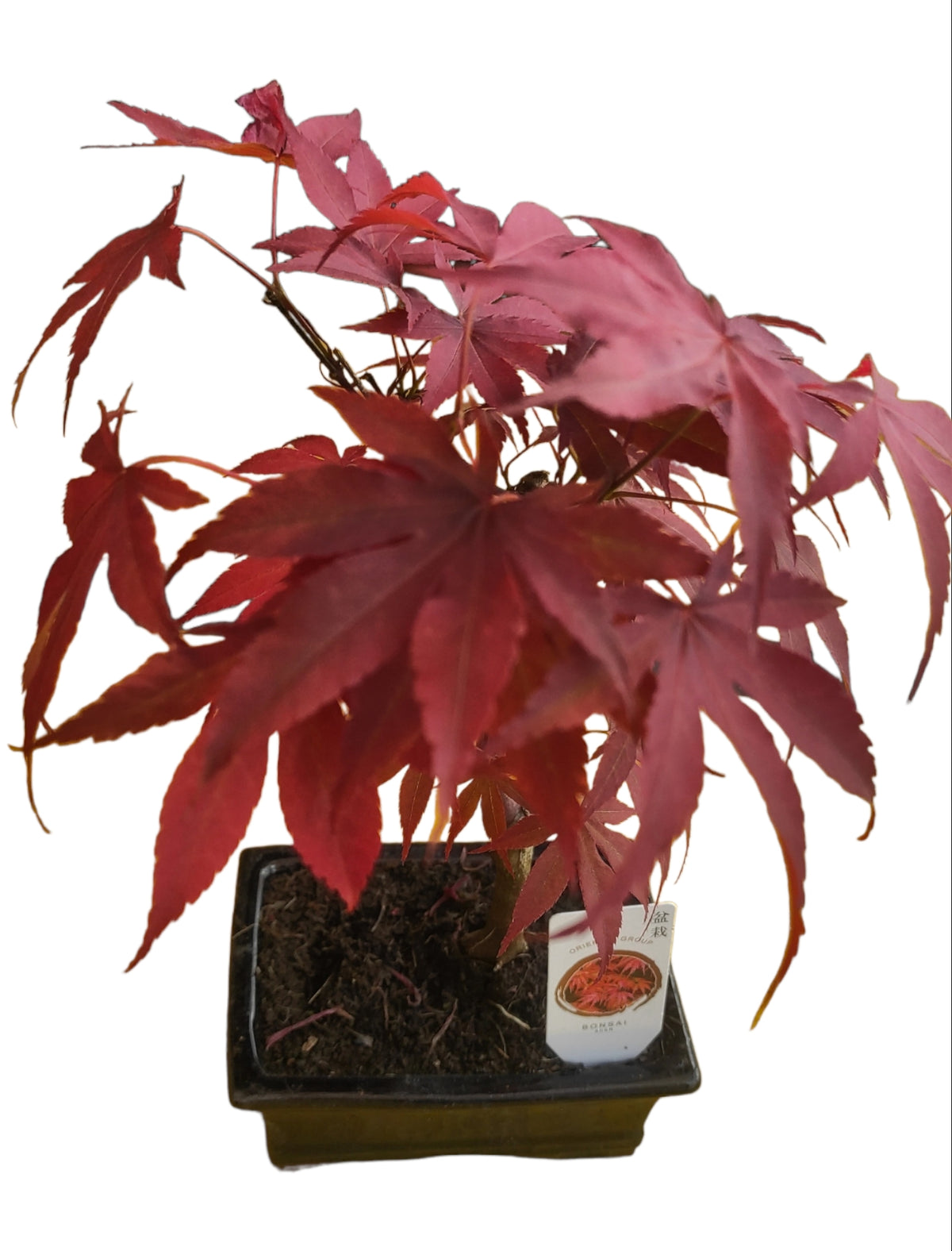 Bonsai acero rosso di 3 anni