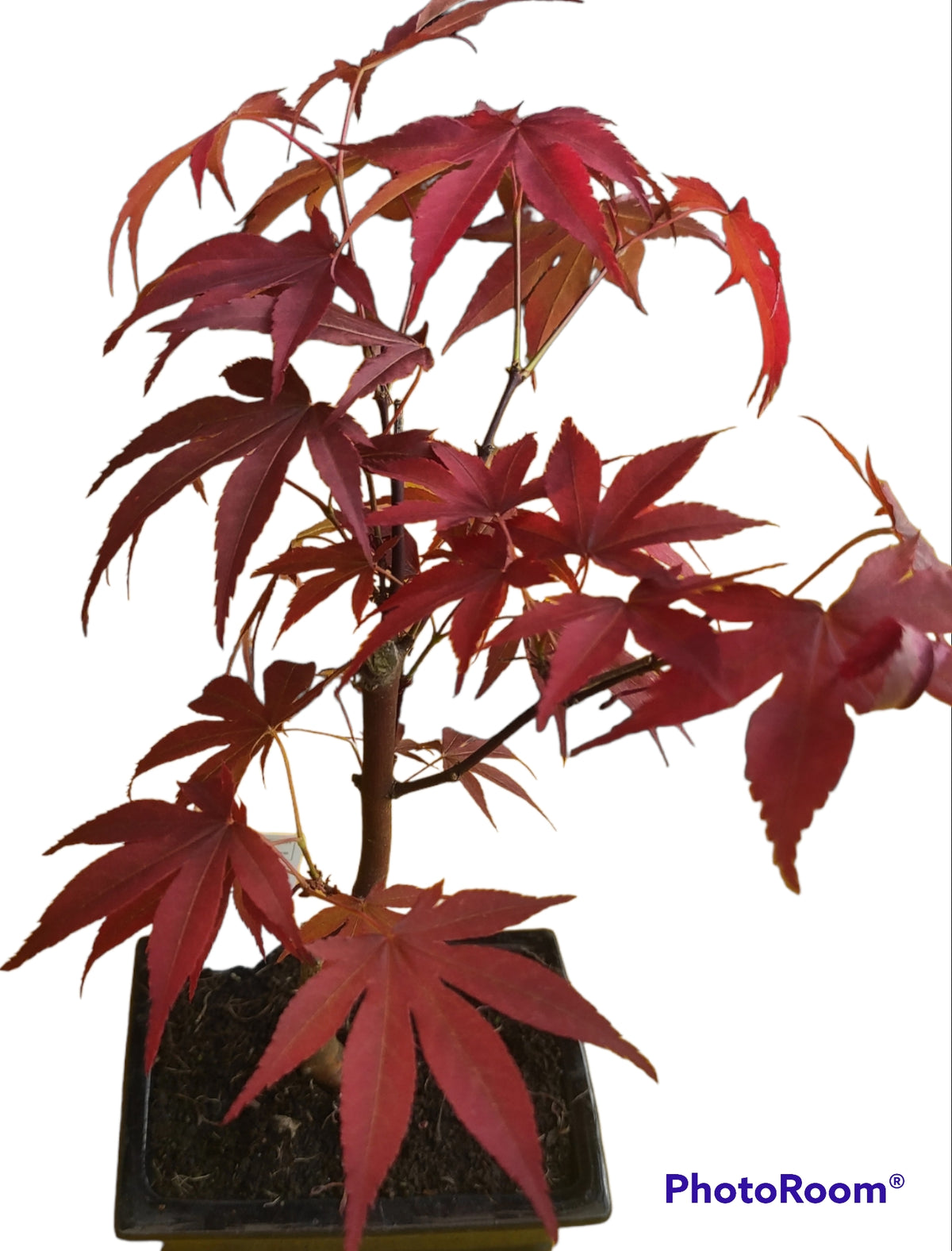Bonsai acero rosso di 3 anni