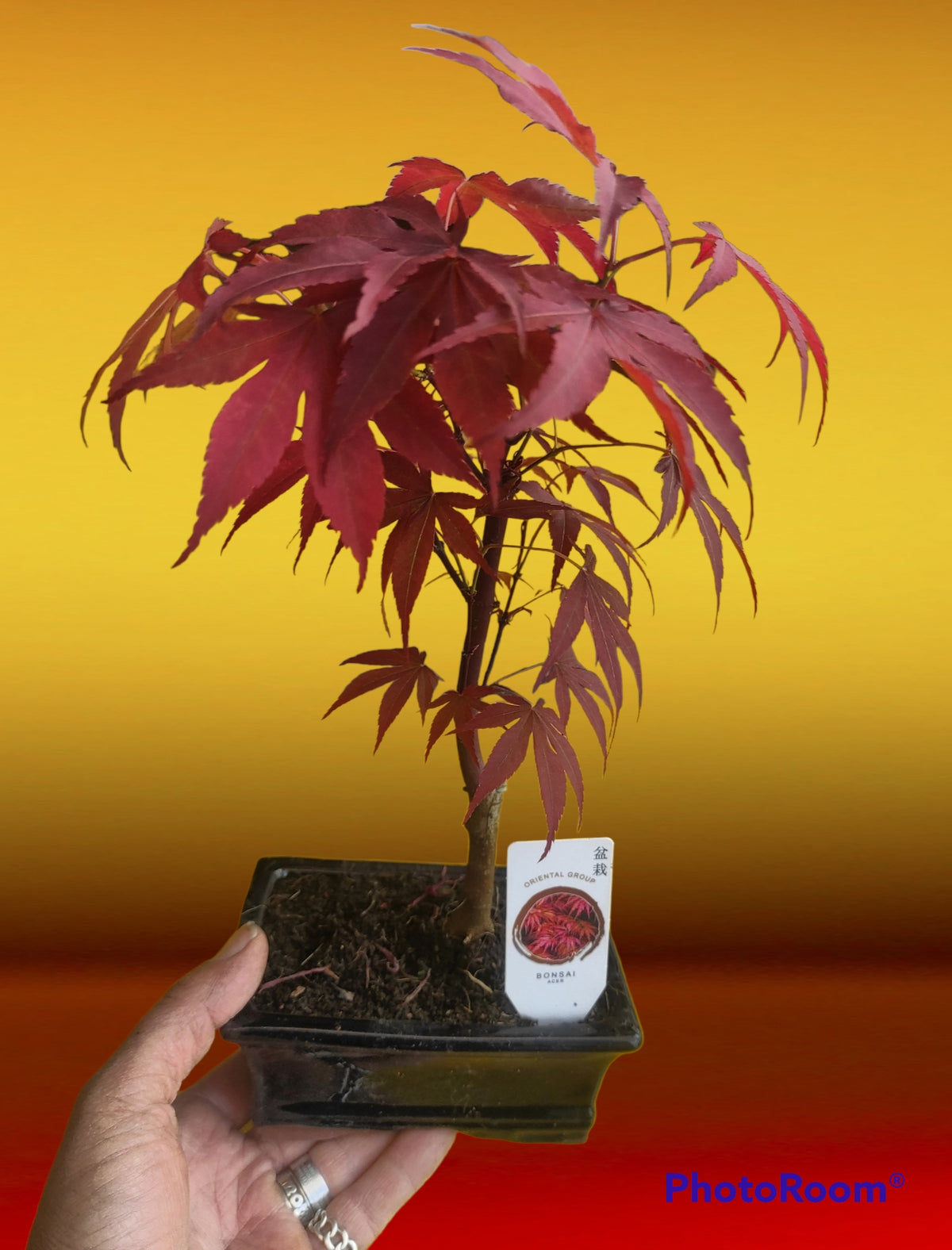 Bonsai acero rosso di 3 anni