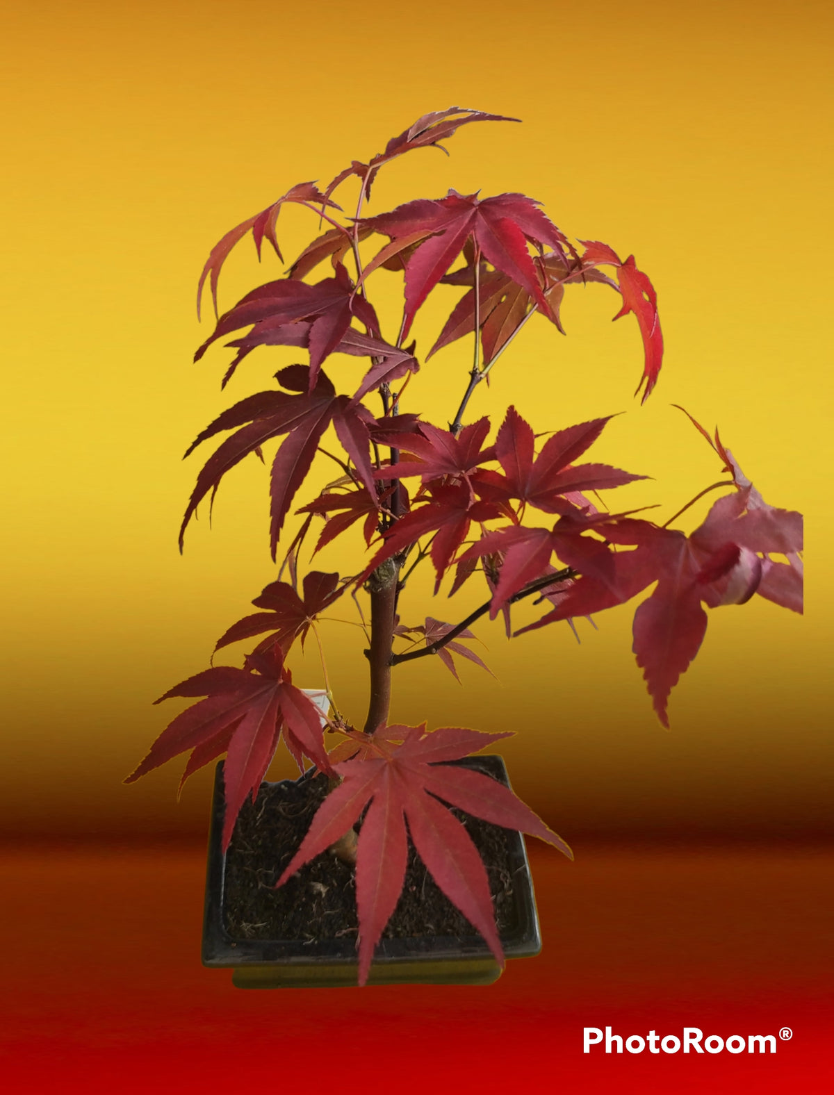 Bonsai acero rosso di 3 anni