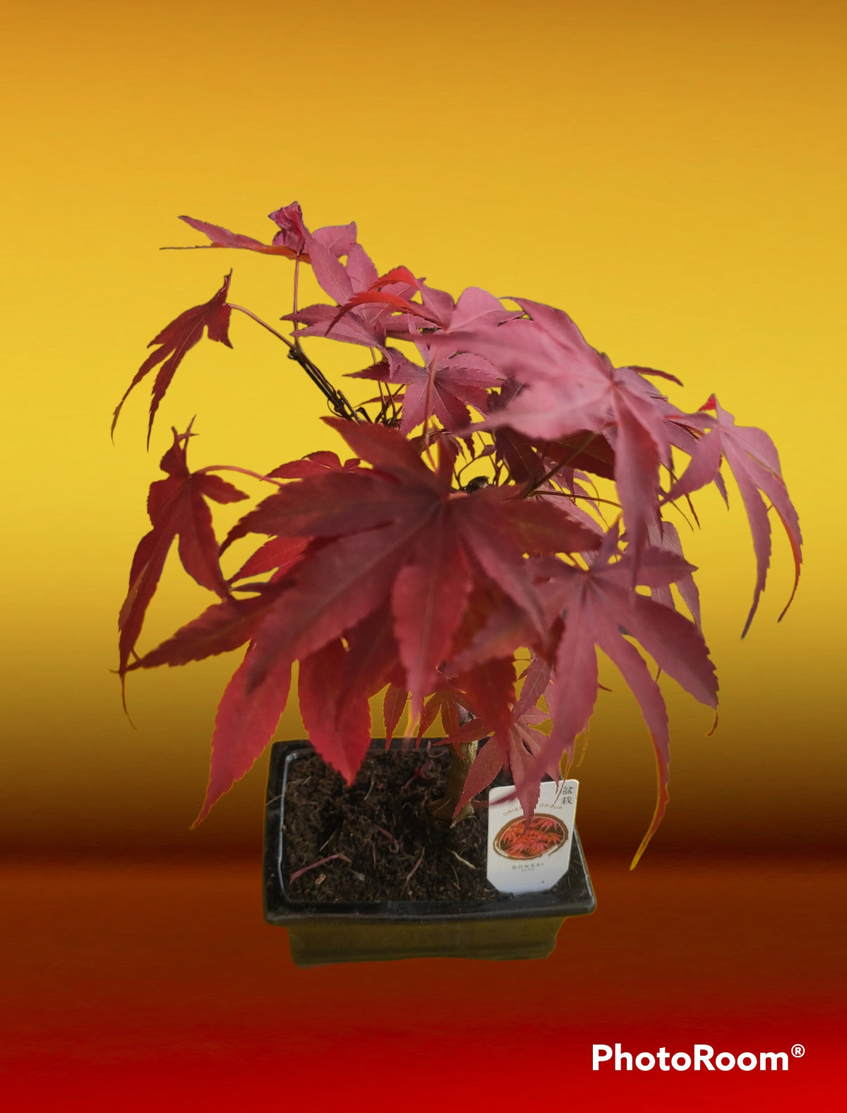 Bonsai acero rosso di 3 anni