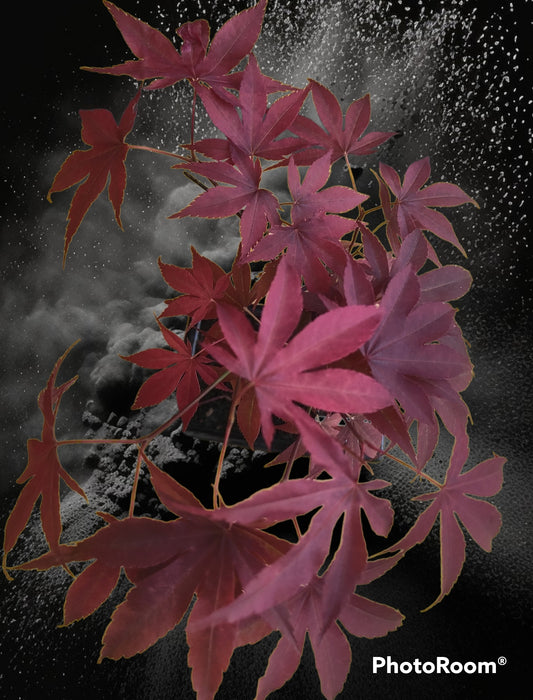 Bonsai acero rosso di 3 anni