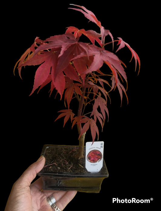 Bonsai acero rosso di 3 anni