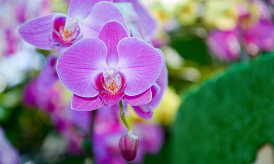 phalaenopsis 3 rami