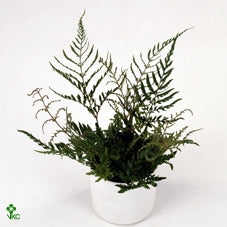 Dryopteris erythrosora 'Prolifica'