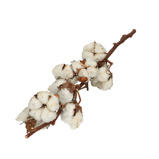 Fiori Artificiali in Cotone Naturale essiccato di Fattoria, per composizioni Floreali, Fai da Te, Decorazione di casa e Feste Fiori secchi Cotone 40 cm 10 gomitoli