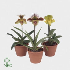 PAPHILOPEDILUM AMERIKA ORCHIDEA