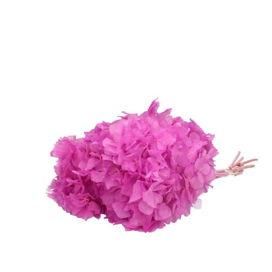 Fiori secchi Ortensia 40cm Fiori di Ortensia Secchi Naturali Fiori Immortali Fiori Verdi Pressati Materiali per Fai da Te