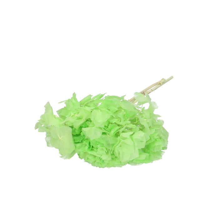 Fiori secchi Ortensia 40cm Fiori di Ortensia Secchi Naturali Fiori Immortali Fiori Verdi Pressati Materiali per Fai da Te