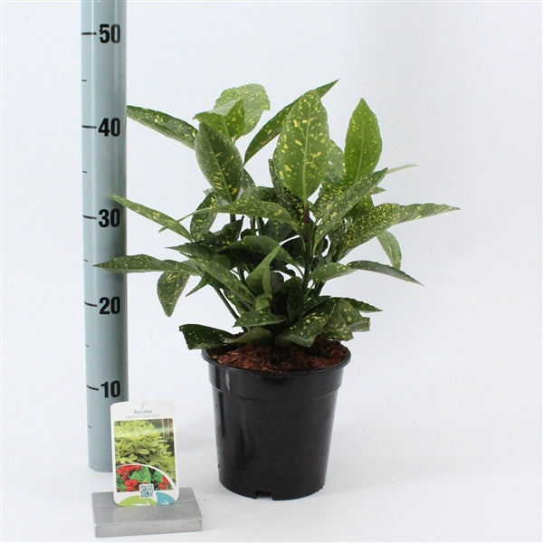 Aucuba japonica 'Variegata' vaso 14 pianta