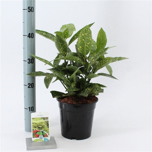 Aucuba japonica 'Variegata' vaso 14 pianta