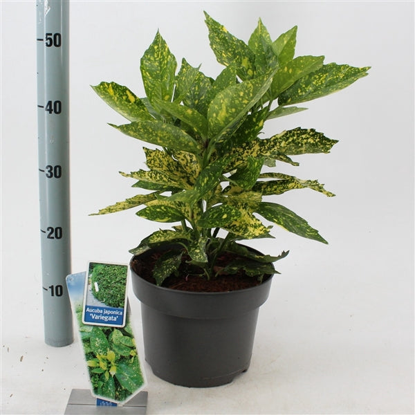 Aucuba japonica 'Variegata' vaso 14 pianta