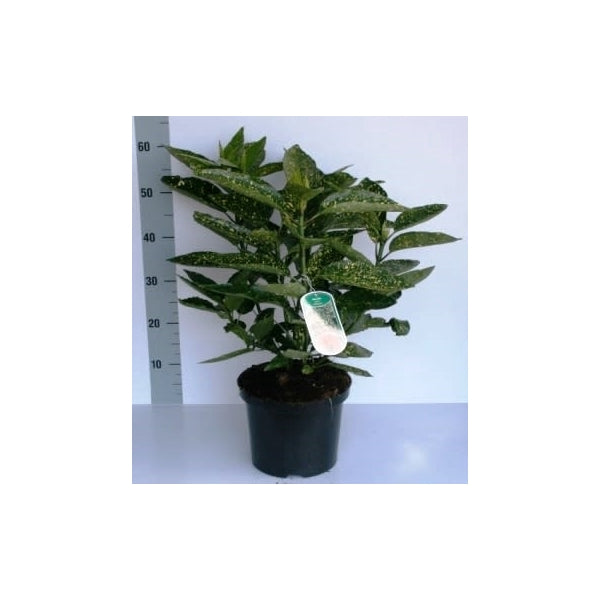 Aucuba japonica 'Variegata' vaso 14 pianta