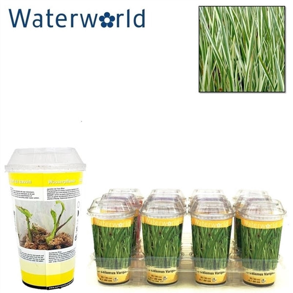 Piante acquatiche, Acorus calamus variegatus beker , variegatus aqua set