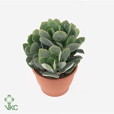Crassula Arborescens Undulatifolia