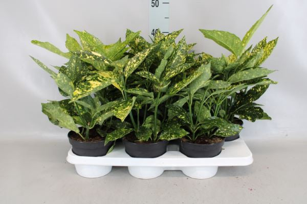 Aucuba japonica 'Variegata' vaso 14 pianta