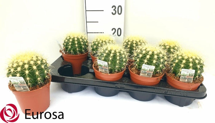 Echinocactus Grusonii pianta grassa