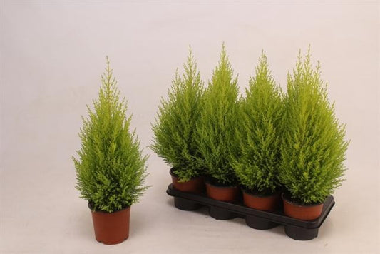 Cipresso - Cupressus Goldcrest Wilma