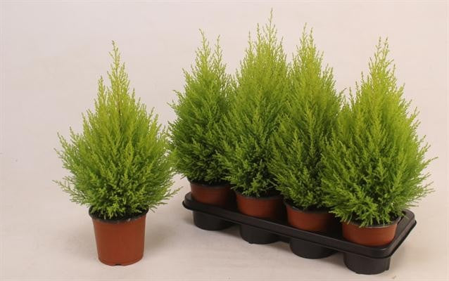 Cipresso - Cupressus Goldcrest Wilma