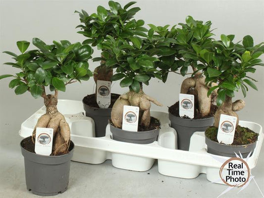 Bonsai Ficus Ginseng pianta ornamentale interno