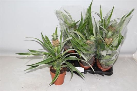 Ananas mi amigo Pianta da appartamento