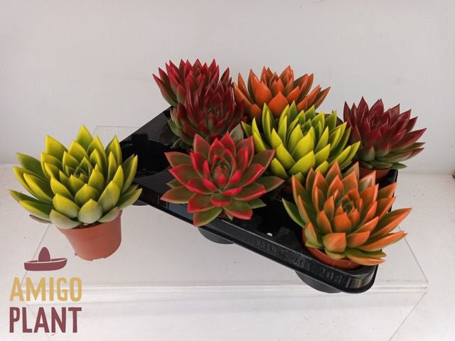 Echeveria Miranda
