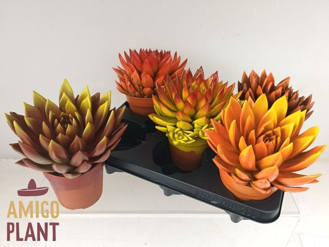Echeveria Miranda