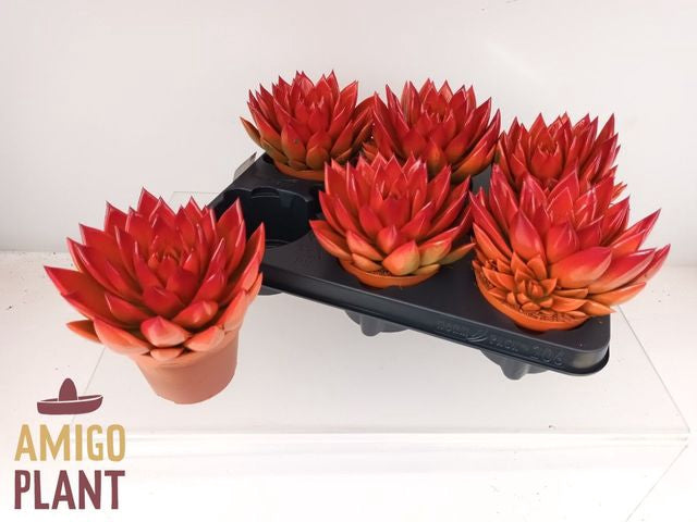 Echeveria Miranda