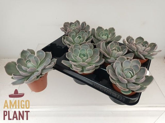 Echeveria Lotus