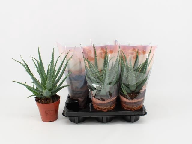 Aloe arborescens
