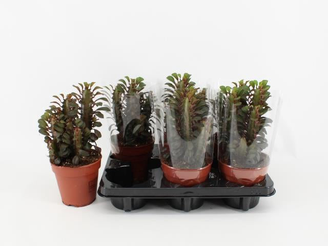 Pianta Euphorbia Trigona Rubra Vario Formato - Piante Succulente