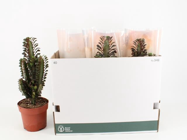 Euphorbia Trigona Rubra piante d'appartamento ed esterno