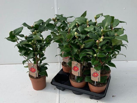 Camellia japonica "Dr. King" pianta da giardino