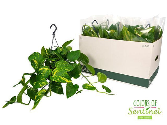 Epipremnum Aureum - Pothos d'oro pianta d'appartamento