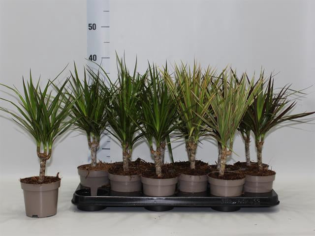Dracena marginata Piante da interno