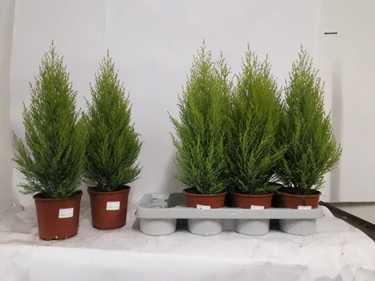 Cipresso - Cupressus Goldcrest Wilma